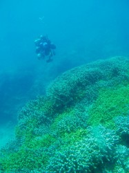 広がるユビエダハマサンゴが綺麗♪まだコブシメもたくさんいました！！