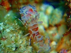 まさか出会えるとは・・・ちっちゃくて可愛かった～♪