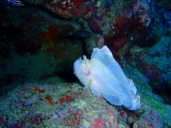 ハダカハオコゼ