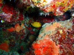 ミナミハコフグ幼魚