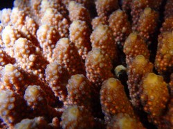 産卵直前!!ピンク色の丸いのがバンドルです♪