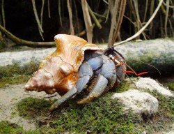 ムラサキオカヤドカリ 実は天然記念物なんですよ~!!認可の下りた業者さんしか採集販売はできないそうです。こんなものも比謝川ではたくさん見られます♪