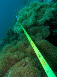 リーフチェック