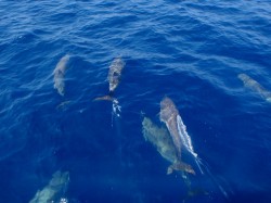 走行中にいるかと遭遇♪20分以上も一緒に泳いでくれましたよ！！
