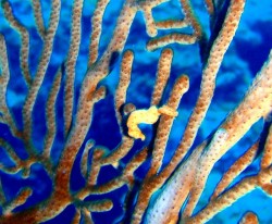 ロングノーズピグミーシーホース