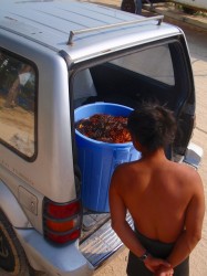 この青いバケツの中　全部オニヒトデです