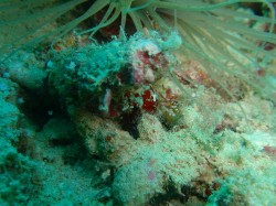 イソギンチャクモエビ