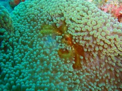 オランウータンクラブ