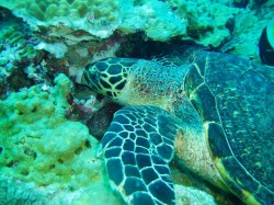 お食事中のカメ