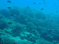 ユビエダハマサンゴの群生