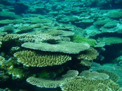 サンゴの群生！
