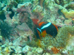 ハマクマノミは卵を守っていました