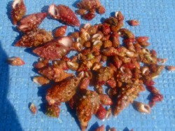 これで130個くらいあるんですよっ