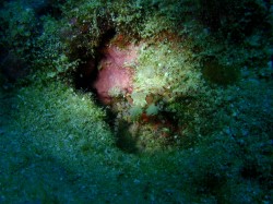 キンチャクガニ