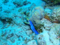 ハナヒゲウツボ