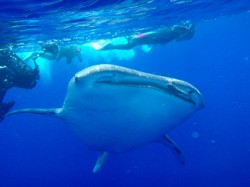 大きな口のジンベイザメ