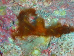 茶色の毛むくじゃら・・ホントにオランウータンみたい 茶色の毛むくじゃら・・ホントにオランウータンみたい