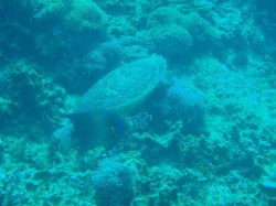 サンゴの中にはどんなご馳走があったんだろう・・ サンゴの中にはどんなご馳走があったんだろう・・