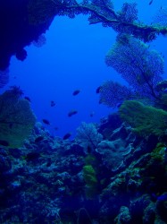 屋嘉比の美しいイソバナ