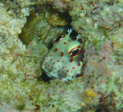 ゴルゴニアンは撮れませんでしたので・・・このコで♪