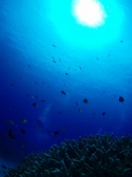 天気が良いと下からの構図が、綺麗に撮りやすいですね～♪