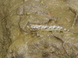 トントンミー♪和名はミナミトビハゼといいます。