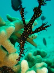 ニシキフウラウオ