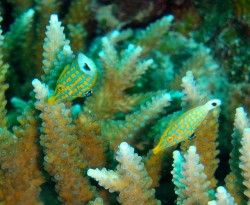 テングハギモドキ　サンゴの上にこんな可愛いハギが♪