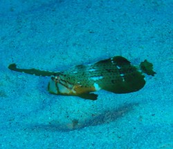テンスの幼魚　撮影するには、愛情と根性が必要ですね♪ヒラヒラ可愛い♪