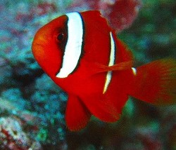 幻の３本目の線が！？