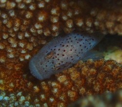 ダンゴオコゼ　サンゴの間には被写体いっぱいでした♪