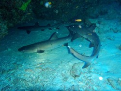 あまり上手く取れませんでしたが、ぐるぐる回る臨場感が一番伝わるのでは？と思い、この一枚です。