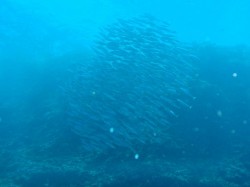 グルクンがたくさん！