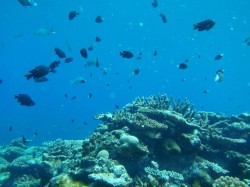 知志の浅瀬のサンゴ