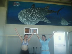 ジンベイザメダイビングへGO! ジンベイザメダイビングへGO!