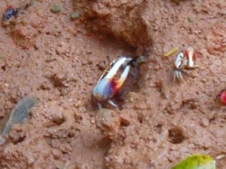 リュウキュウシオマネキ