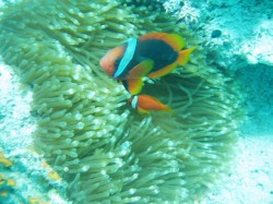 ハマクマノミ ハマクマノミ