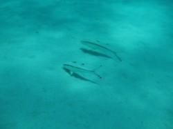 美しい砂地に魚の影もうつります 美しい砂地