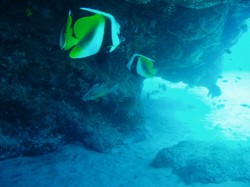 オニハタタテダイ オニハタタテダイ