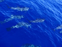 イルカ　沖縄　ダイビング