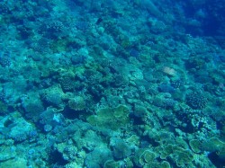 ヒージャーベイ　サンゴ