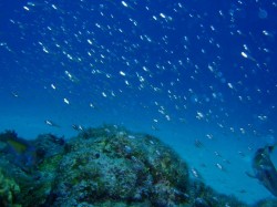 スカシテンジクダイ