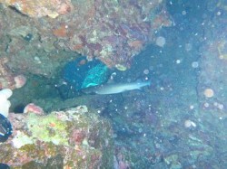 ネムリブカ ネムリブカ