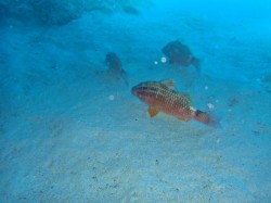 ホウライヒメジ ホウライヒメジ