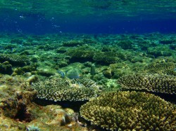 知志　浅瀬のサンゴの群生