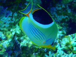 セグロチョウチョウウオ