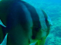 ツバメウオのドアップ