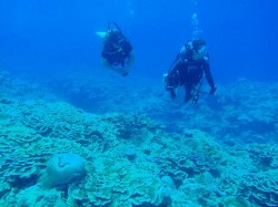 サンゴの上を水中散歩！