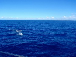 ジャンプするイルカ！