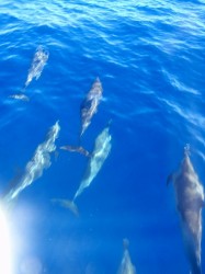 イルカ！イルカ！